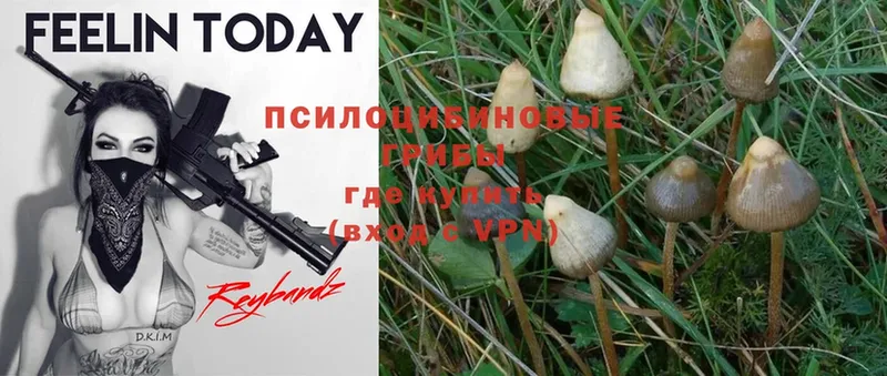 Псилоцибиновые грибы Psilocybe  Ипатово 